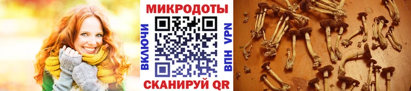 Купить  Новая Усмань  Псилоцибиновые грибы прущие грибы 